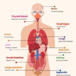 Human Anatomy Chart In Illustrator PDF Download Template