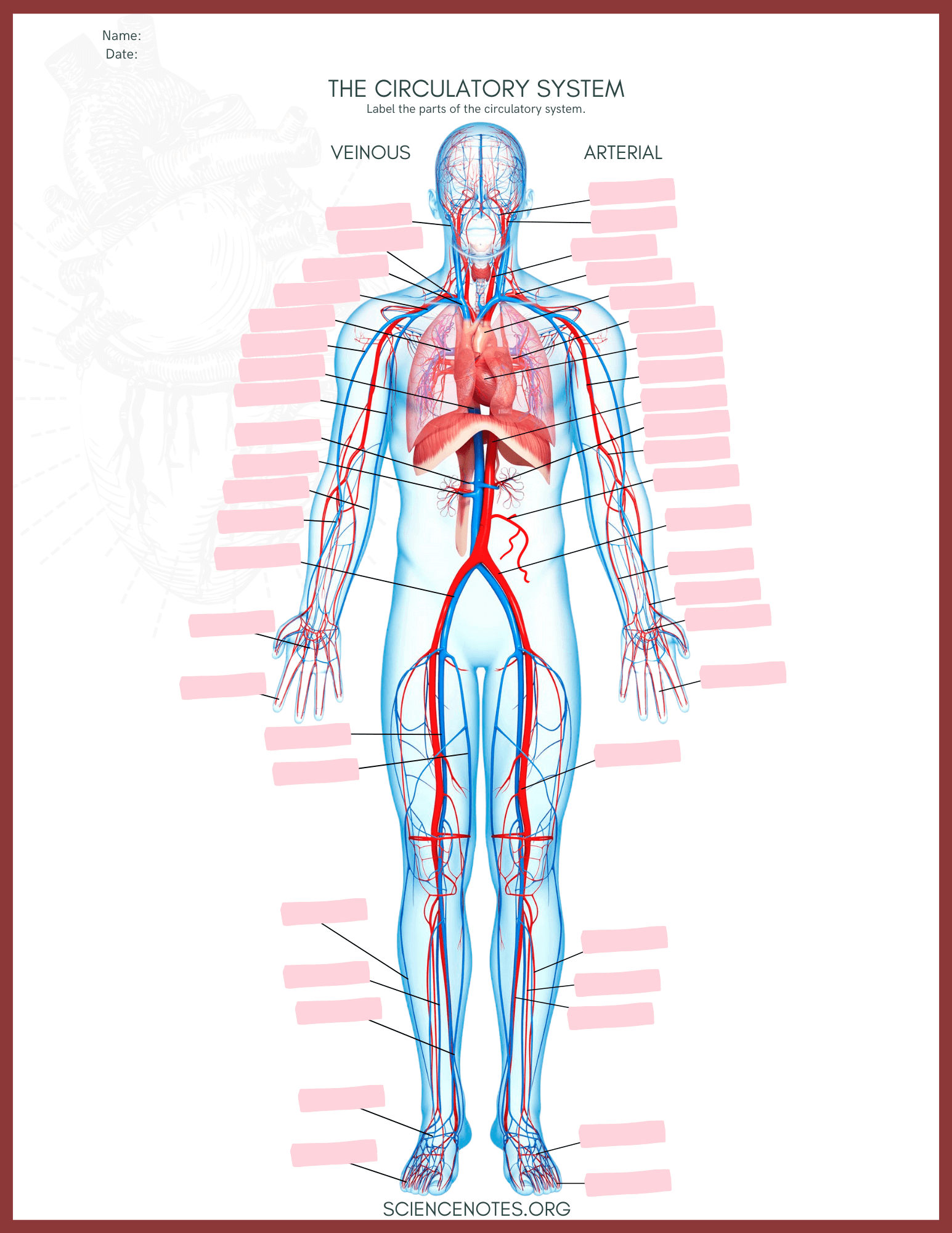 anatomy and physiology free printable worksheets