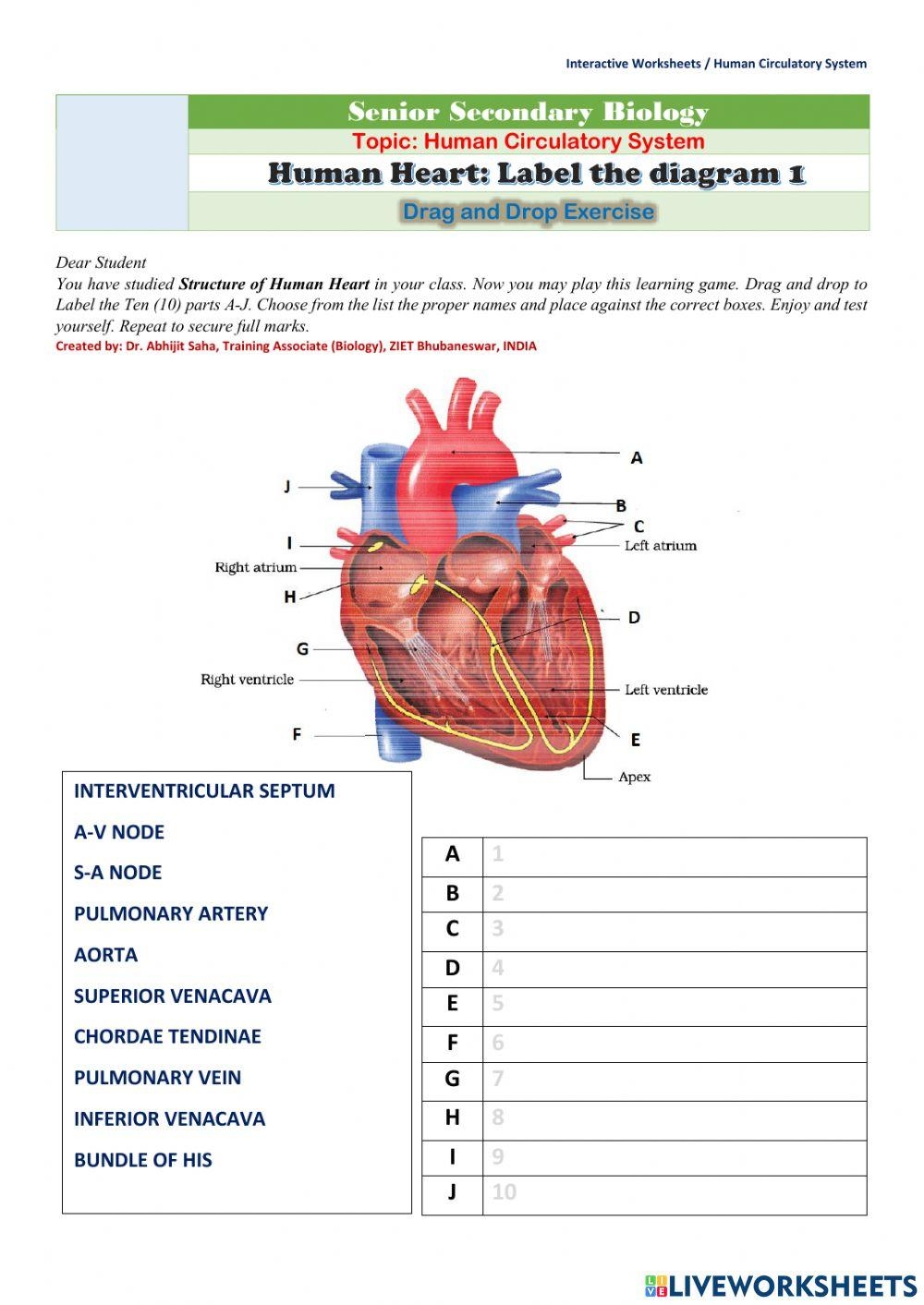 Human Heart Label The Diagram 1 Worksheet Live Worksheets 
