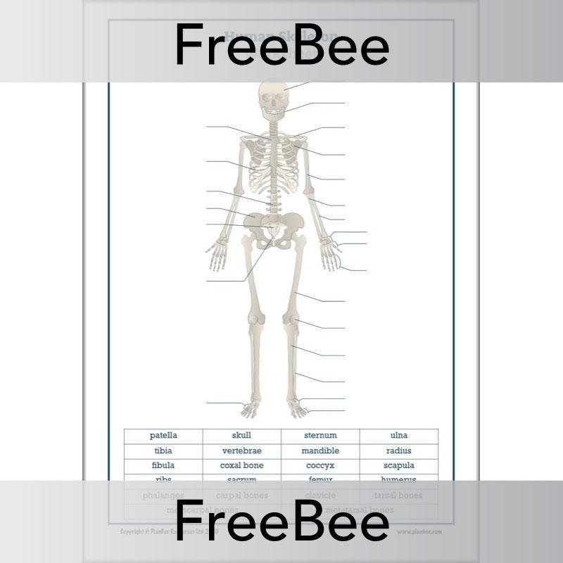 Human Skeleton Anatomy Busy Book Skeleton Study Printable Kids Etsy Worksheets Library