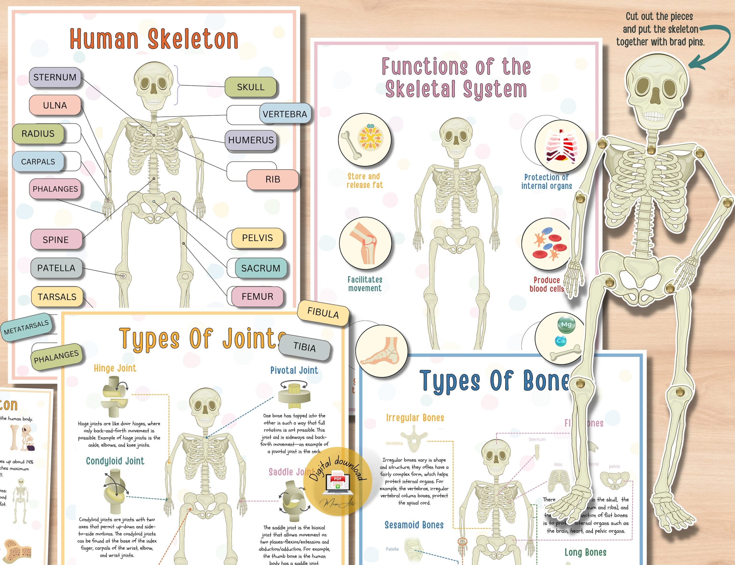 Human Skeleton Printable Activity For Anatomy Education Types Of Bones And Joints Functions Of The Skeleton PDF Etsy