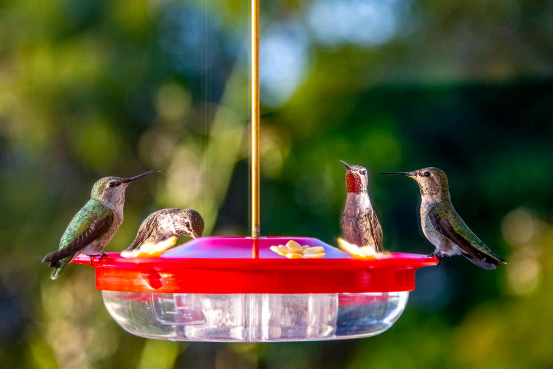 Hummingbird Food Nectar