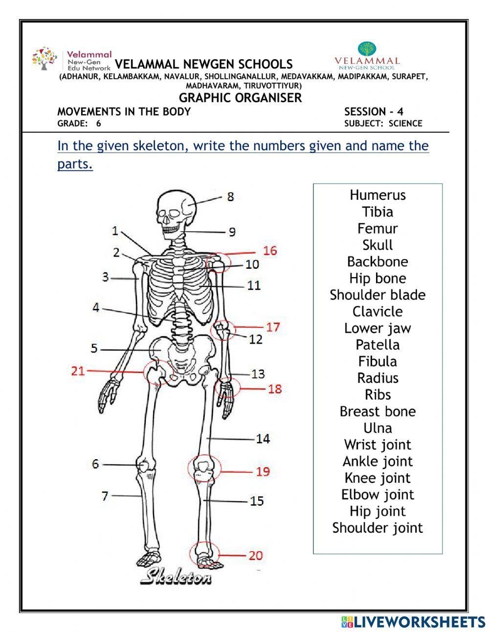printable skeleton to label