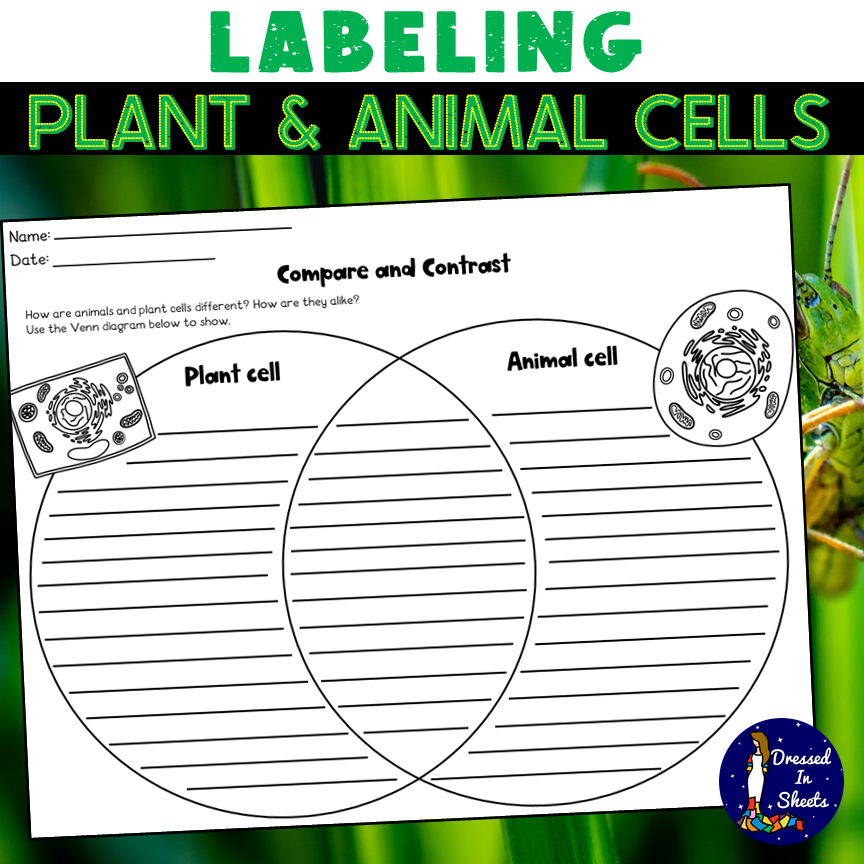 plants and animal cells worksheets printables