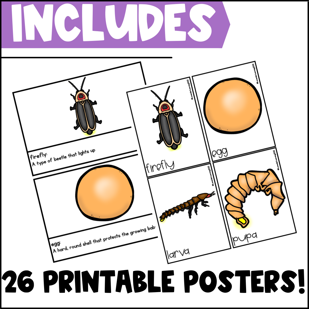 free printable life cycle of a firefly