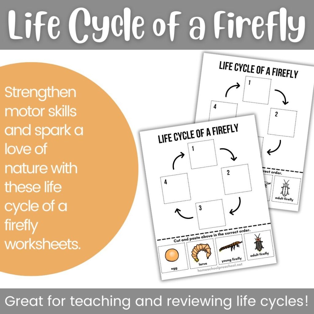 Life Cycle Of A Firefly Worksheet