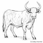 Longhorn Coloring Pages Free U0026 Printable 