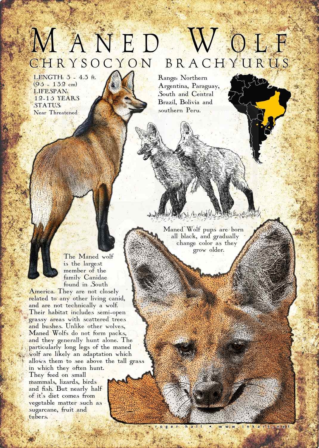 Maned Wolf Poster Print Infographic