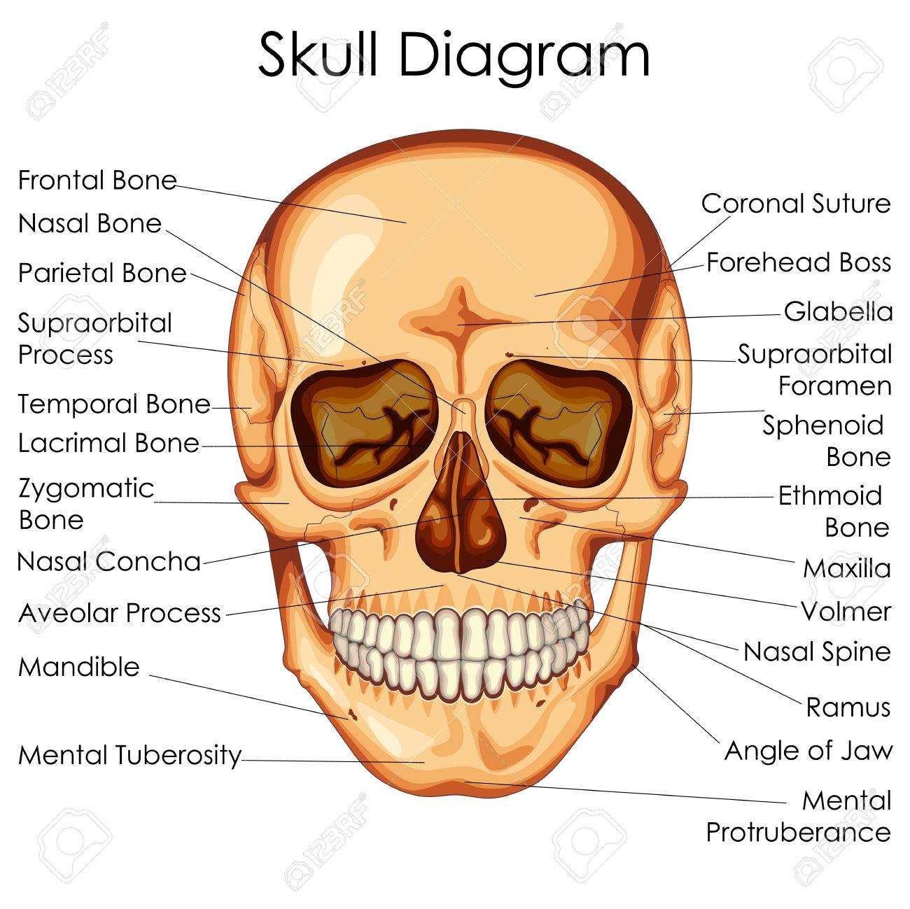 Medical Education Chart Of Biology For Human Skull Diagram Vector Illustration Royalty Free SVG Cliparts Vectors And Stock Illustration Image 79651586 
