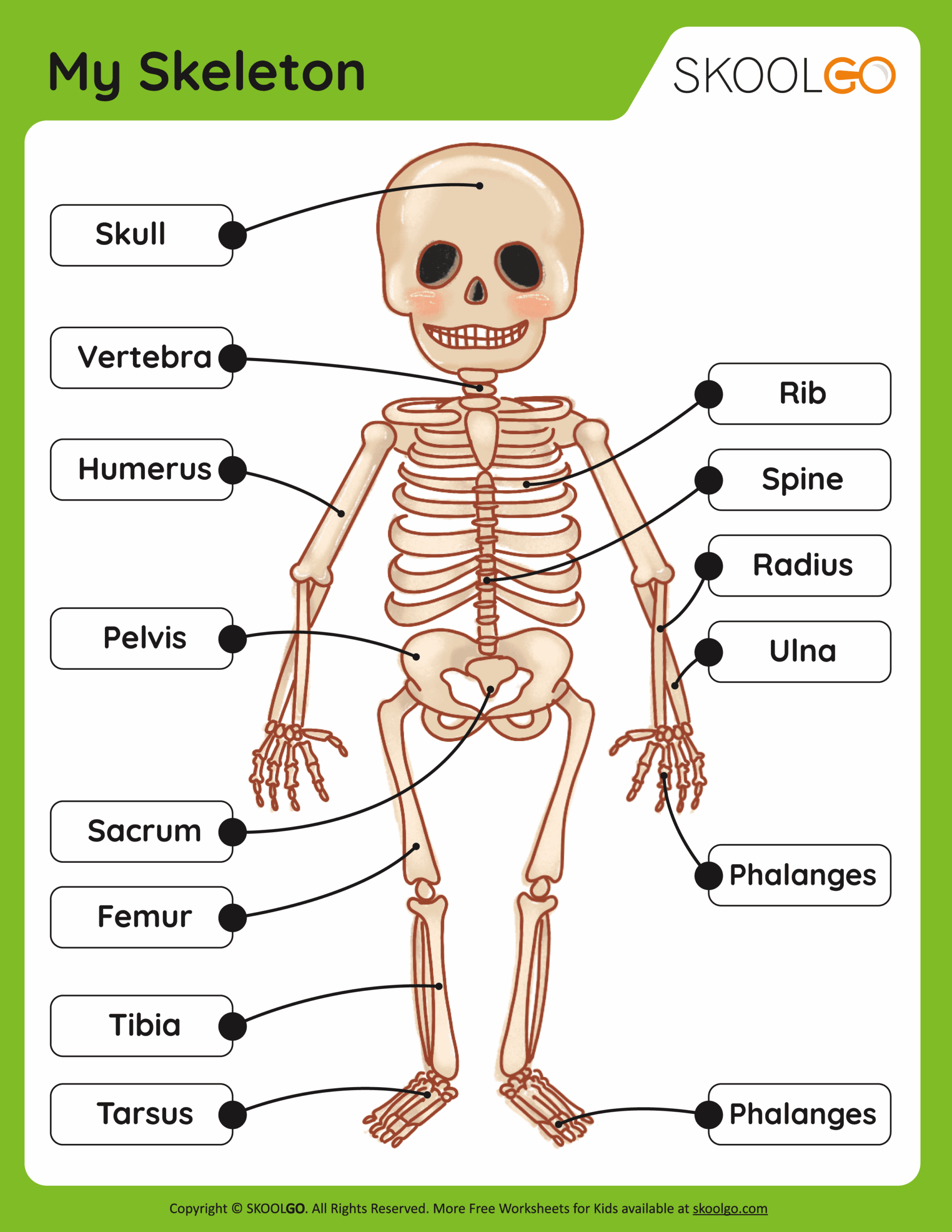 printable human bone study worksheets