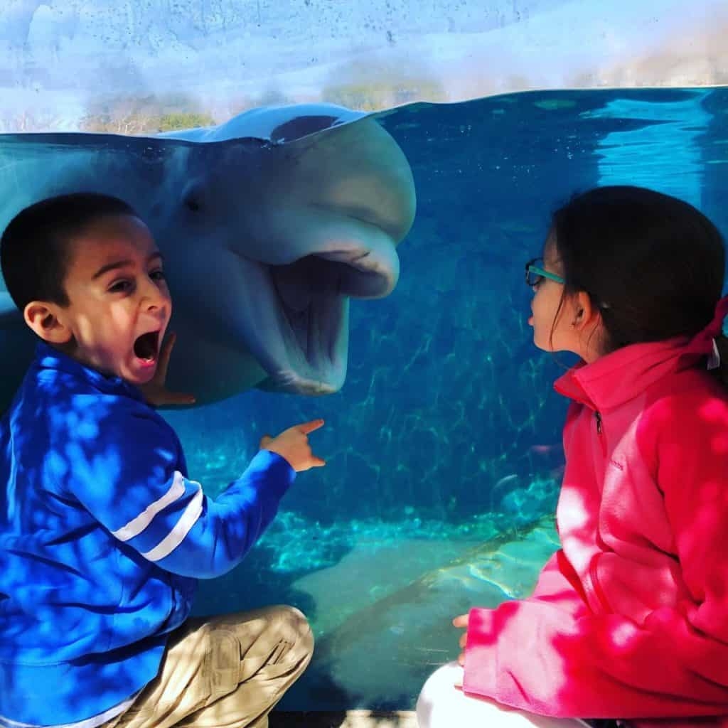 mystic aquarium printable coupons
