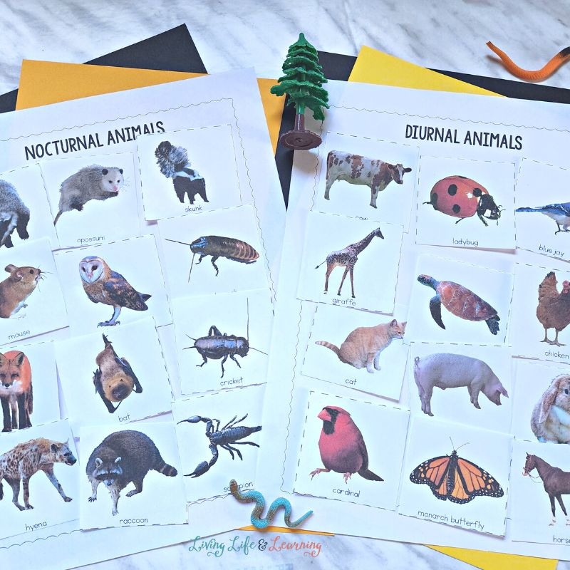 Nocturnal And Diurnal Animals Worksheets A Fun Learning Resource