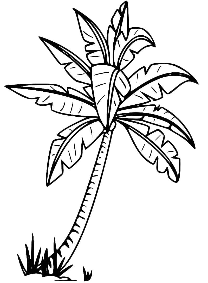 Palm Tree Free Printable Coloring Page Download Print Or Color Online For Free