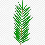 Palm Tree Leaf Template Palm Tree Leaf Template Free Transparent PNG Clipart Images Download
