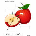 Parts Of An Apple Free Printable Home Learning Kit