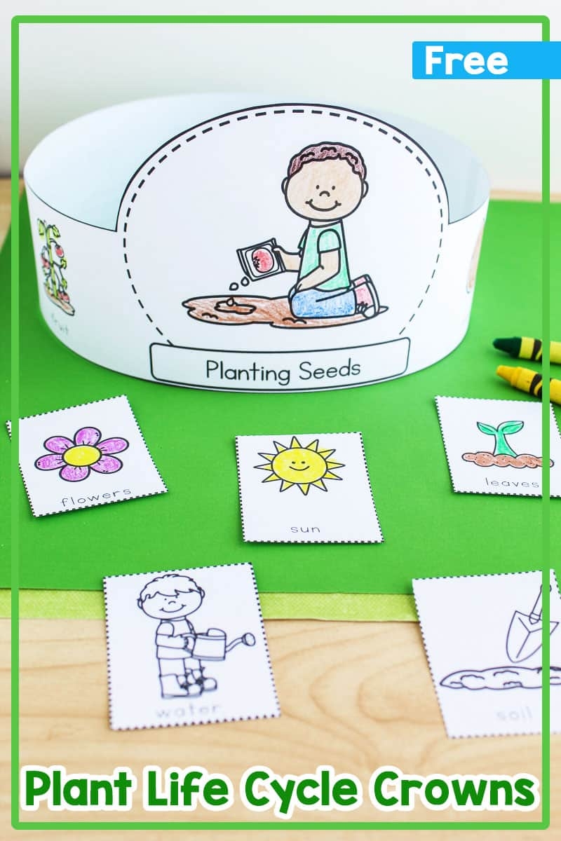 free printable life cycle of a plant