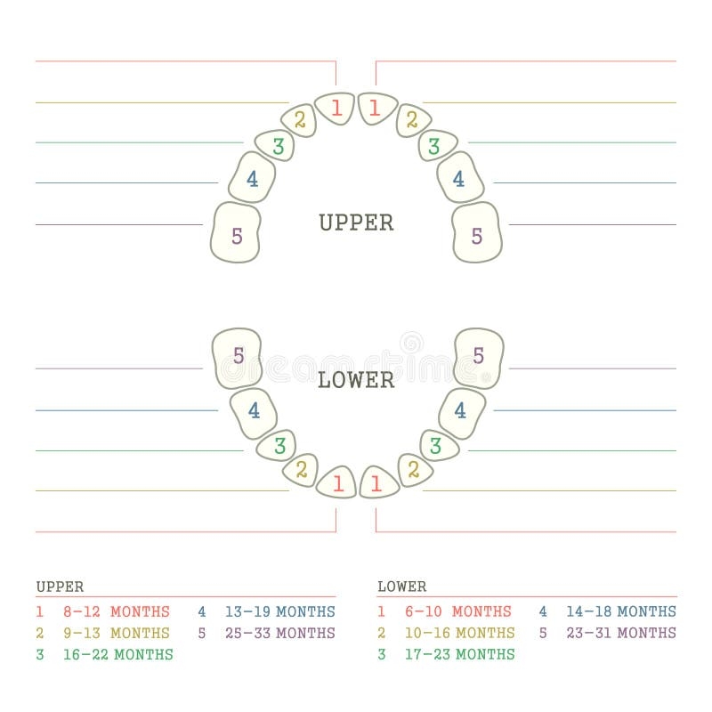 Primary Teeth Chart Stock Illustrations 105 Primary Teeth Chart Stock Illustrations Vectors U0026 Clipart Dreamstime Primary Teeth Chart Stock Illustrations 105 Primary Teeth Chart Stock Illustrations Vectors U0026 Clipart Dreamstime