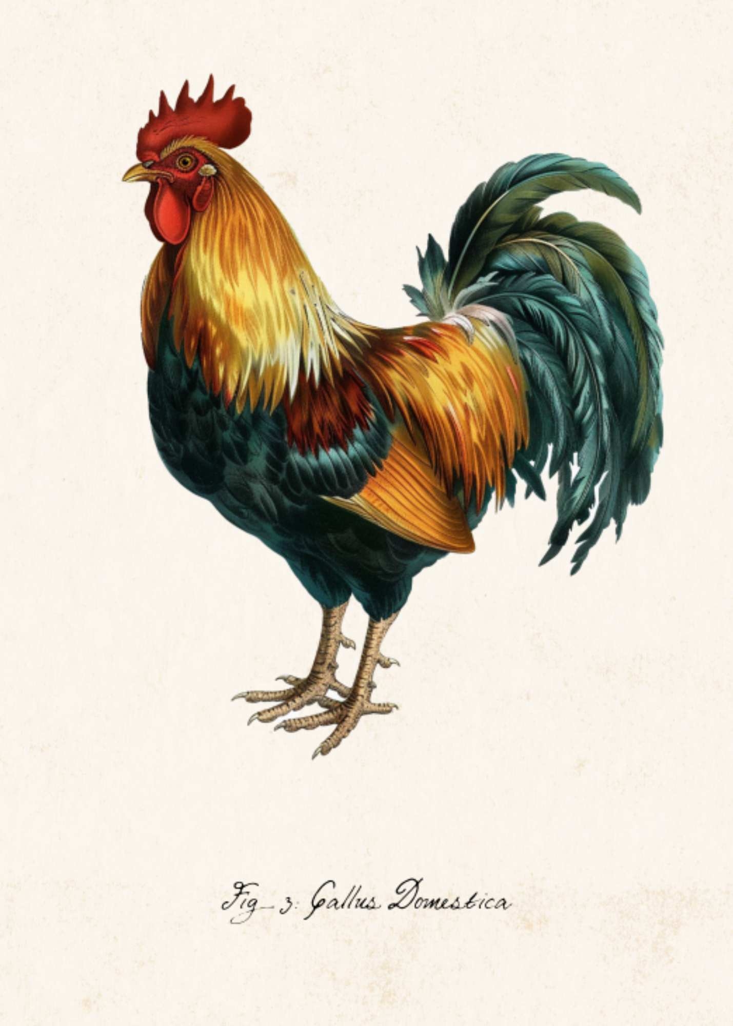Printable Chicken Wall Art