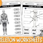 Printable Human Skeleton Labelling Worksheets Label The Bones Activity Skeletal System Label The Human Skeleton System PDF Etsy