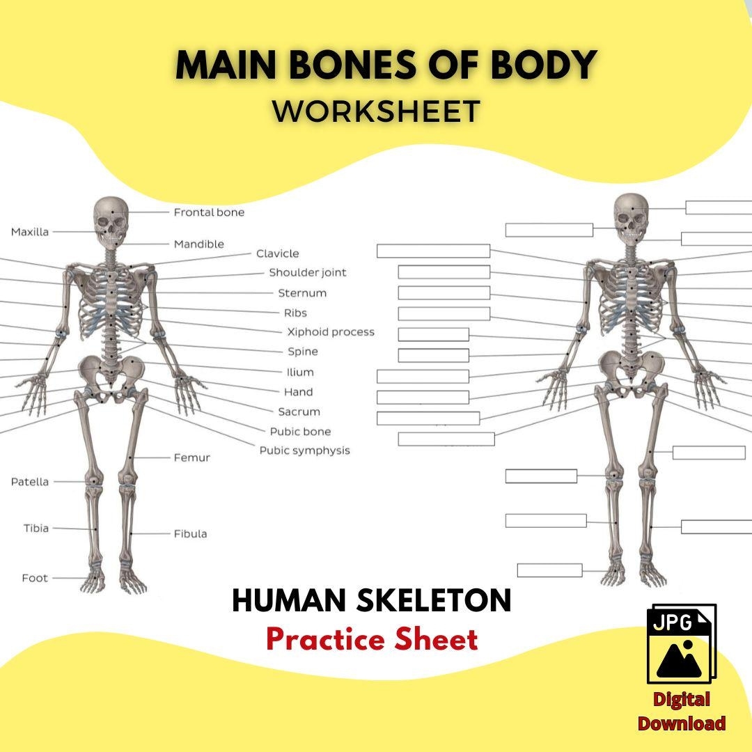 Printable HUMAN SKELETON Worksheet Main Bones Of The Body Study Guide High Quality JPG File Anatomy Practice Sheet Labeled U0026 Unlabeled Etsy