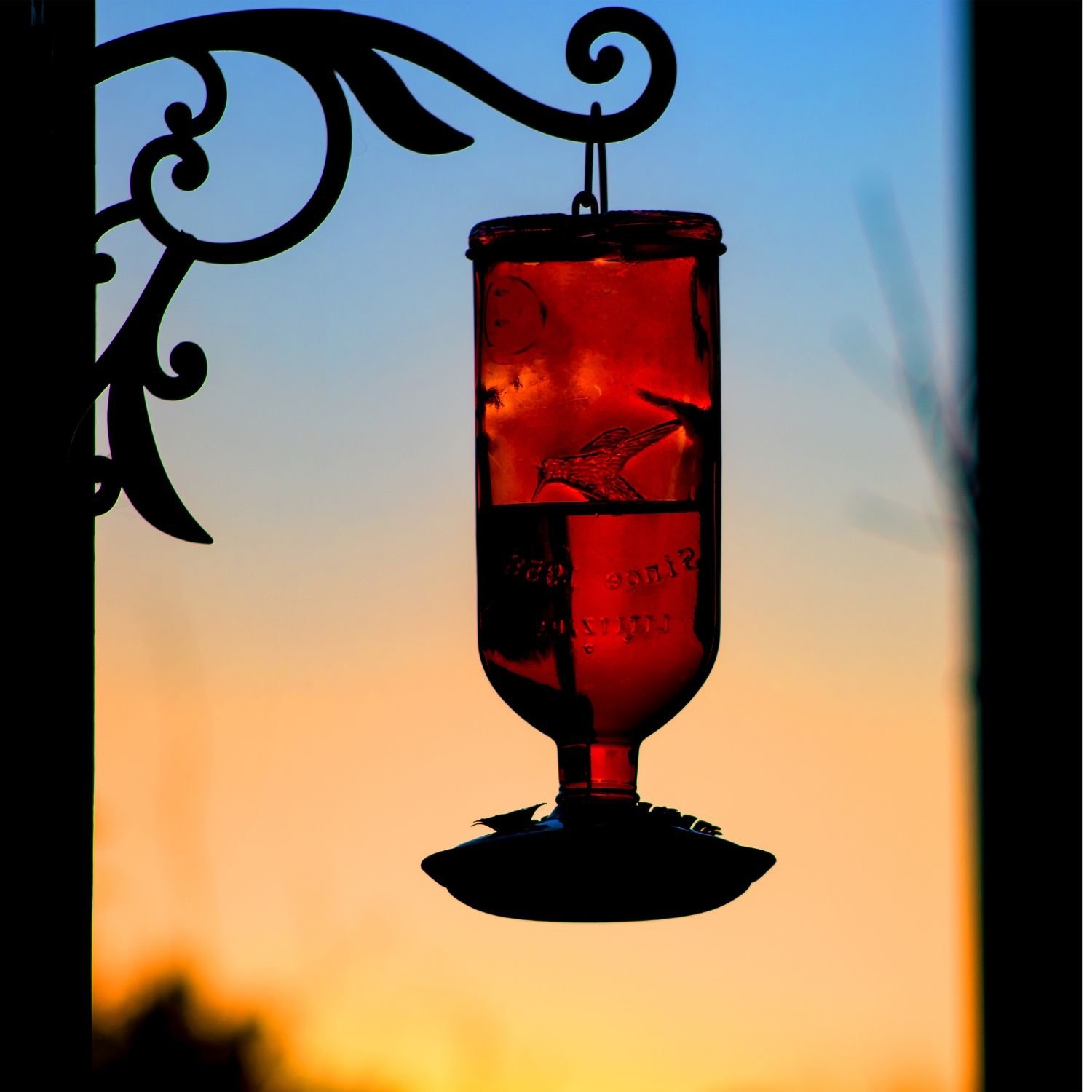 Printable Hummingbird Nectar Recipe Best Tips A Sparkle Of Genius
