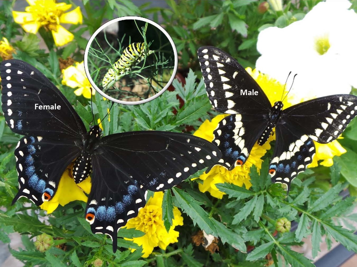 Printable Pollinator Garden Signs Wisconsin Horticulture