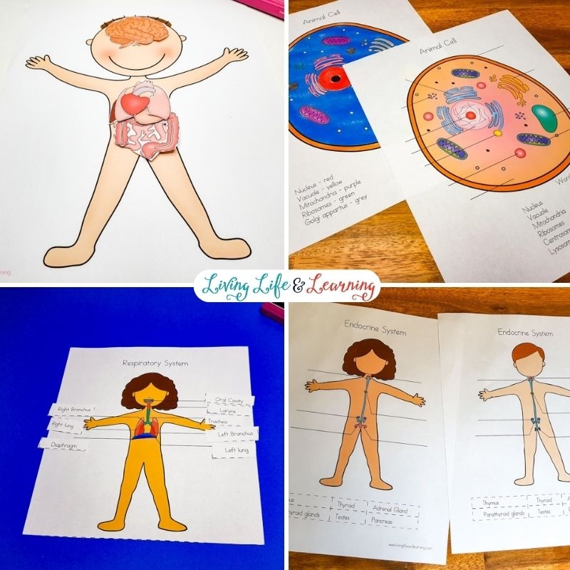 Printable Science Worksheets For Kids