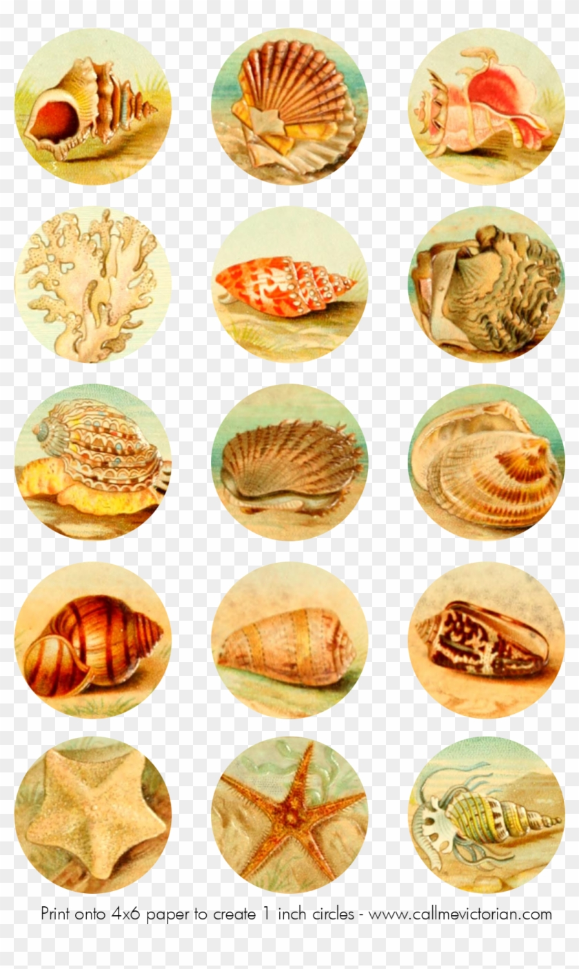 free printable bottle cap inserts