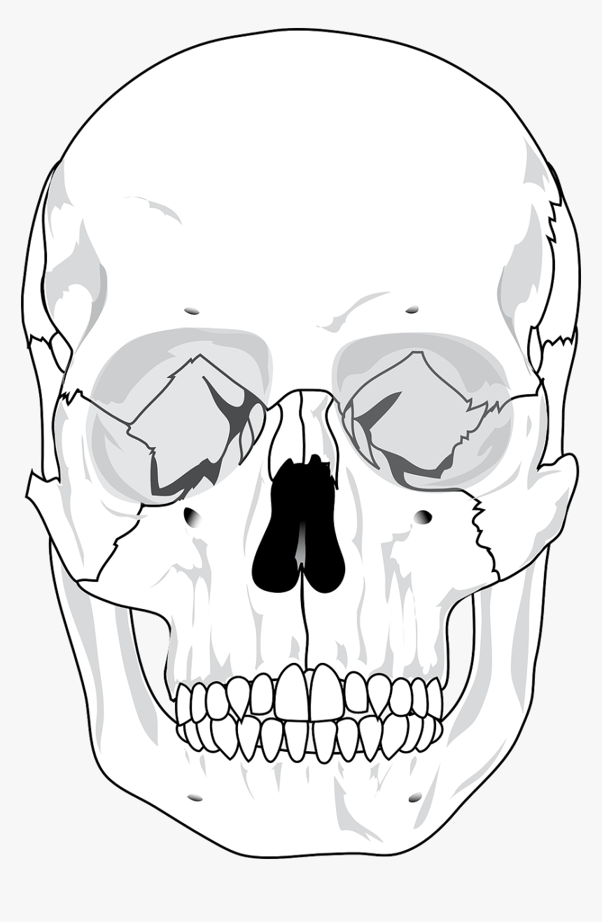 Skull Free Stock Photo Human Skull Diagram Blank HD Png Download Kindpng