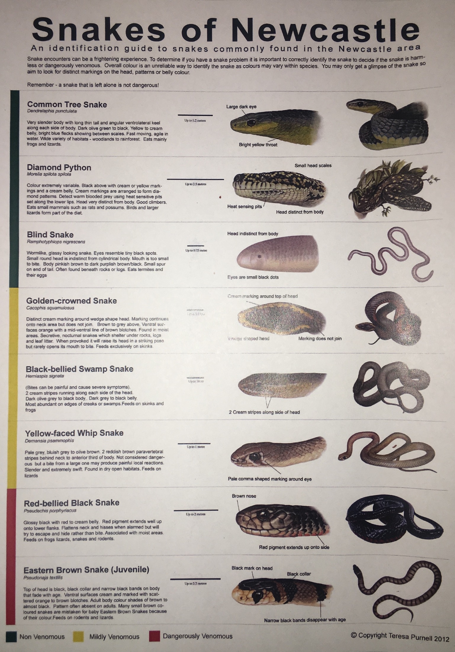 Snake Identification Poster Cessnock District Rescue Squad VRA Rescue NSW