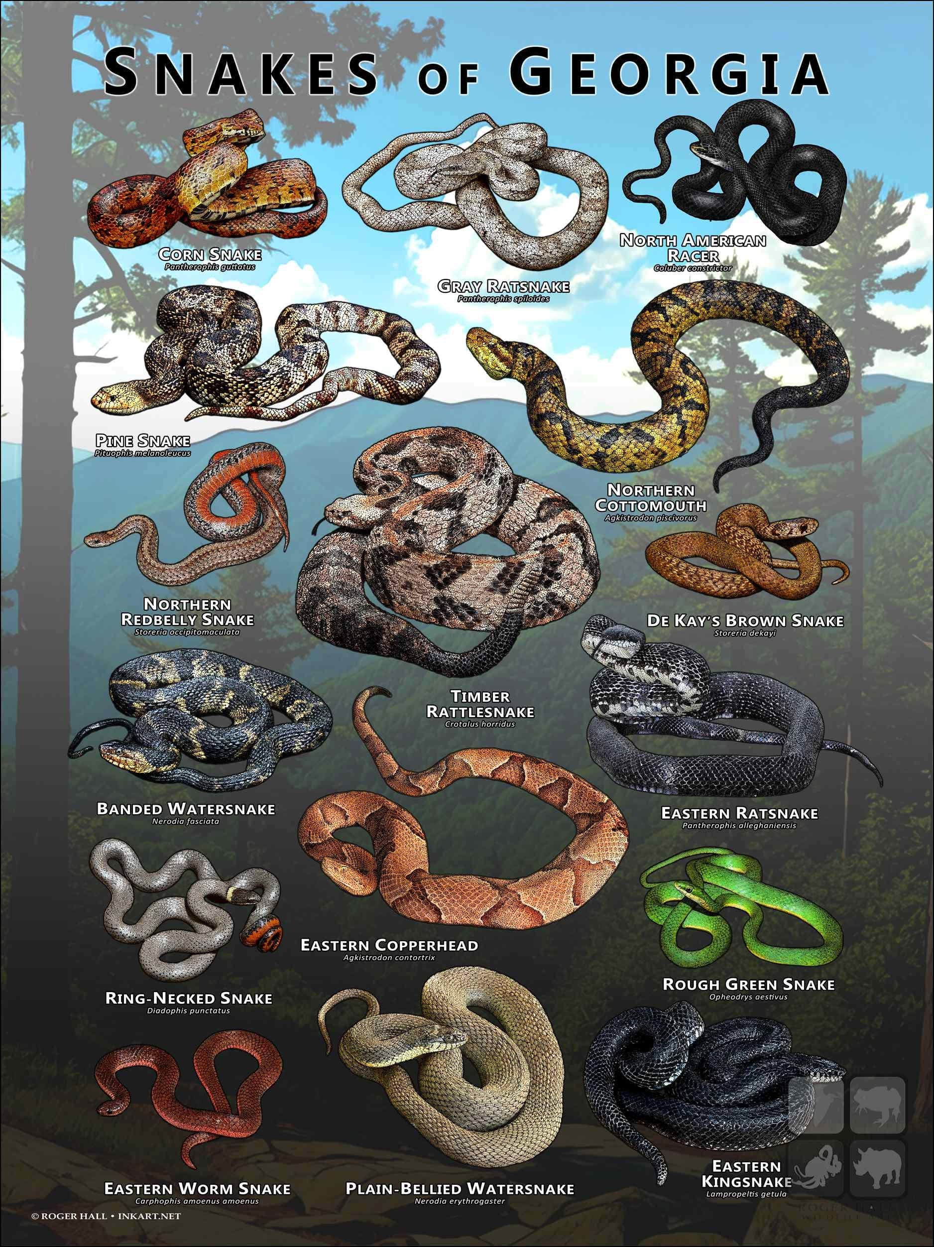 free printable venomous snake identification guide pdf