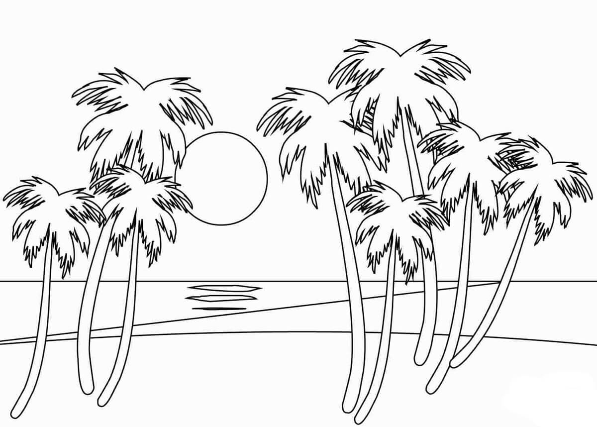 Sunset And Palm Tree