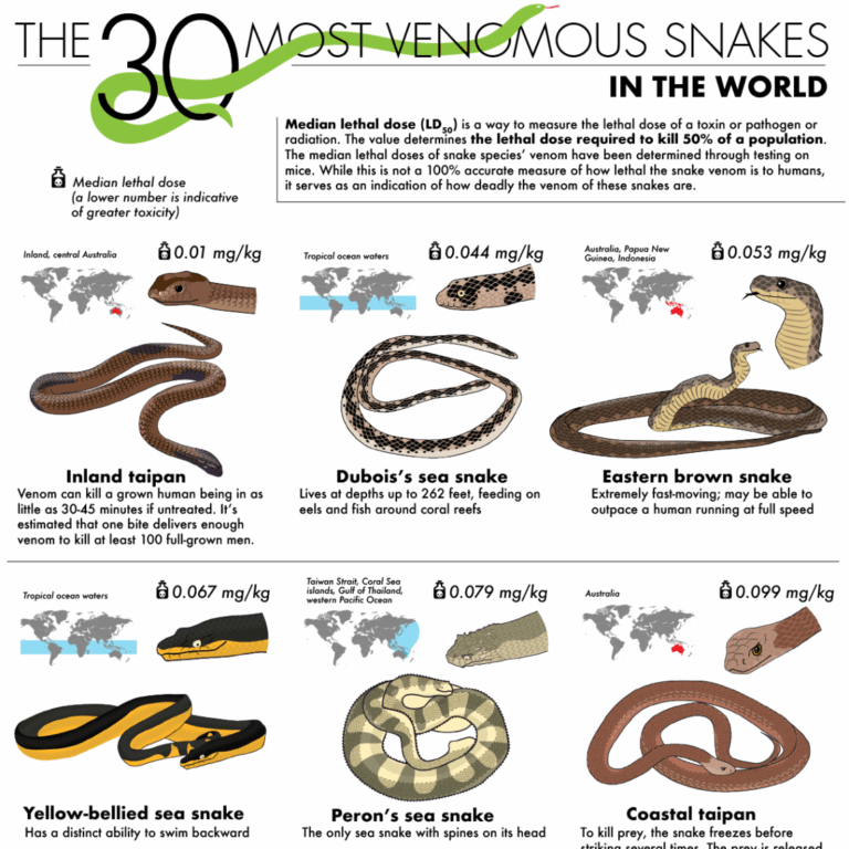 The 30 Most Venomous Snakes In The World CE CEUfast Blog