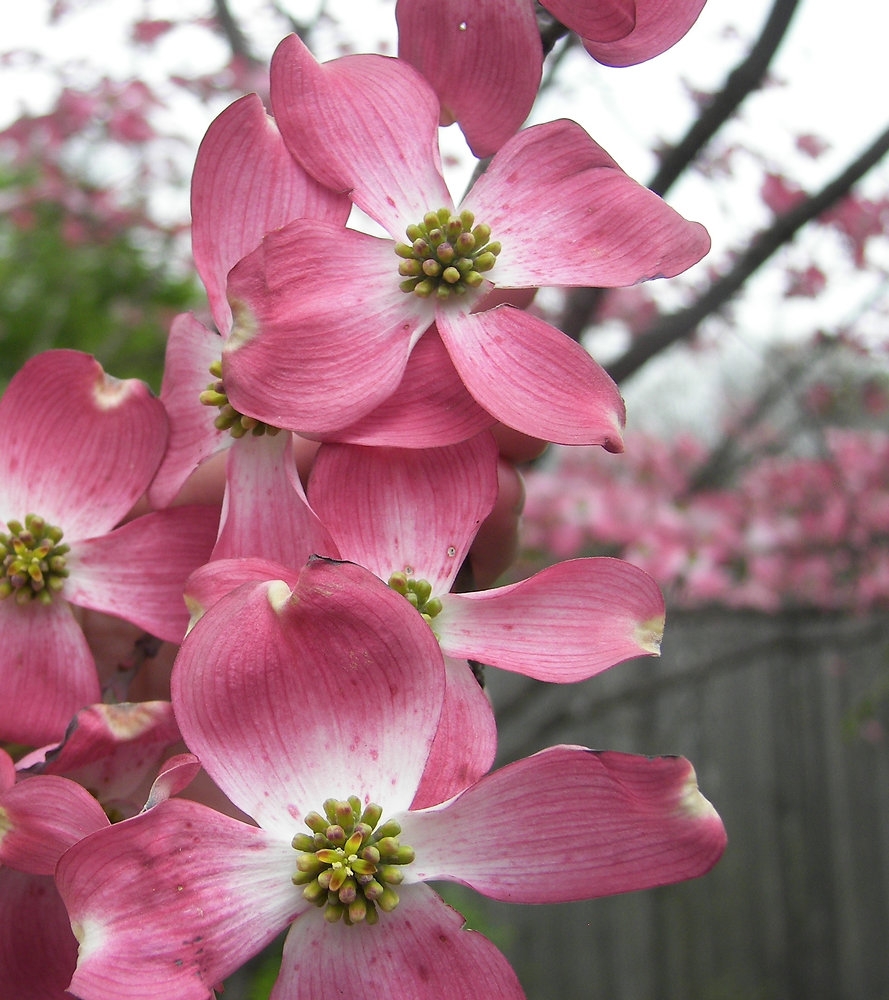 legend of the dogwood tree printable