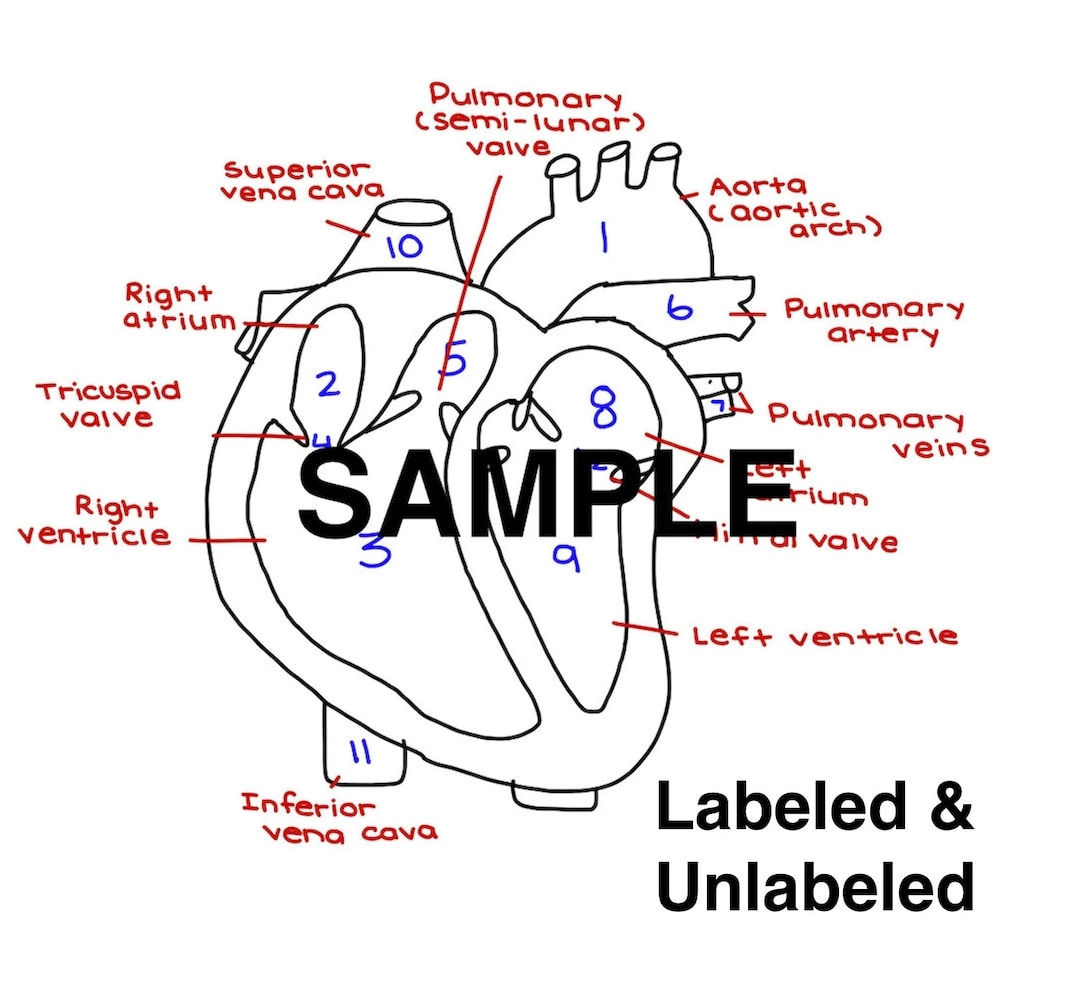 heart diagram to label printable