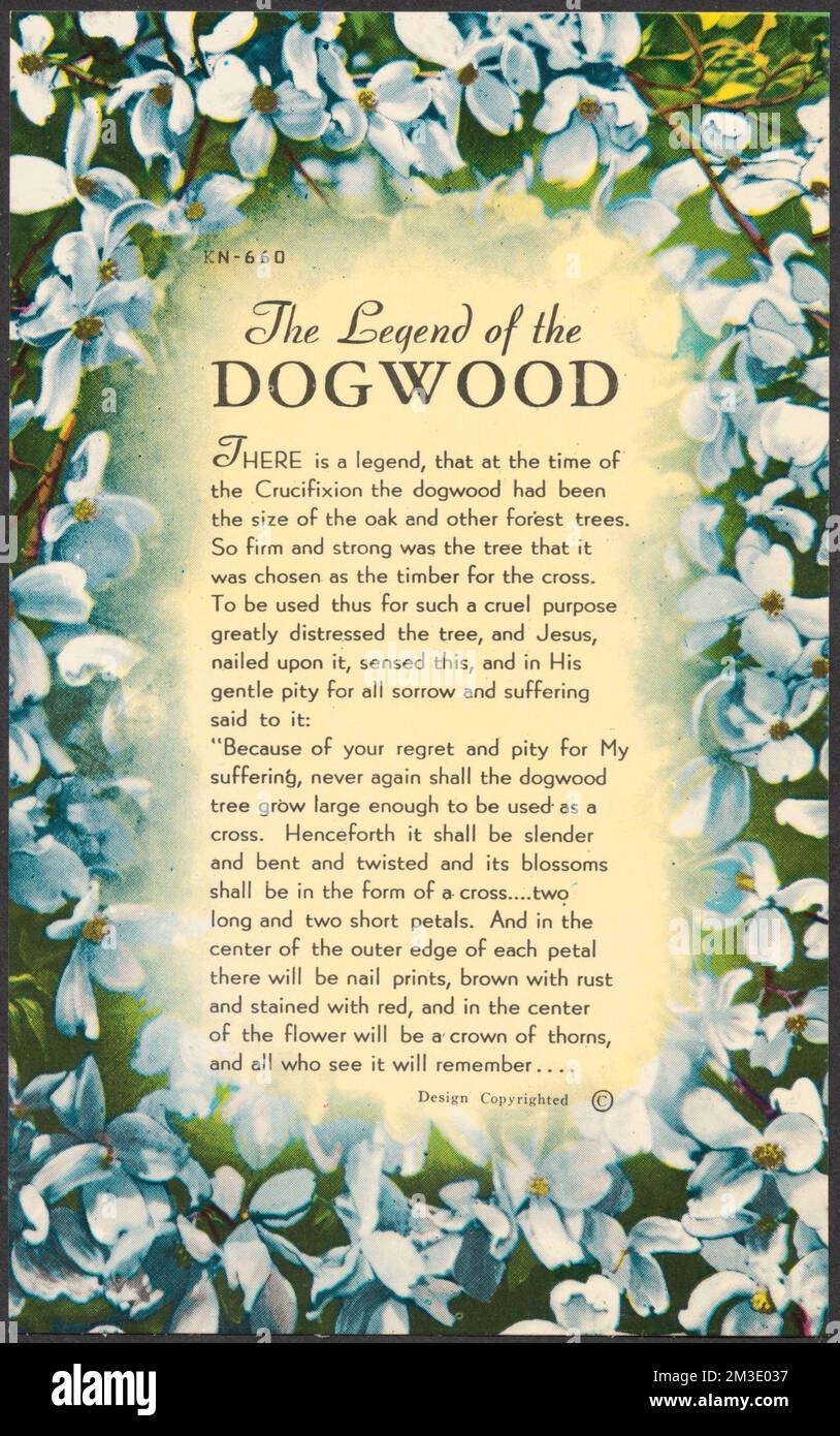 The Legend Of The Dogwood Dogwoods Jesus Christ Tichnor Brothers Collection Postcards Of The United States Stock Photo Alamy