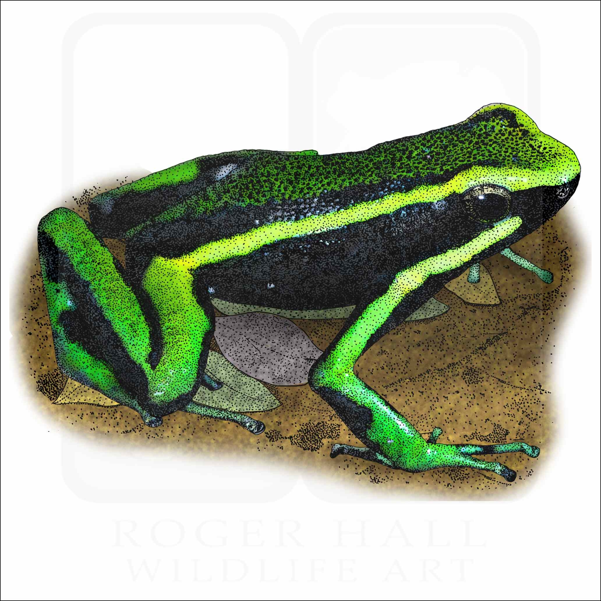 Three Striped Poison Dart Frog Signed Fine Art Print