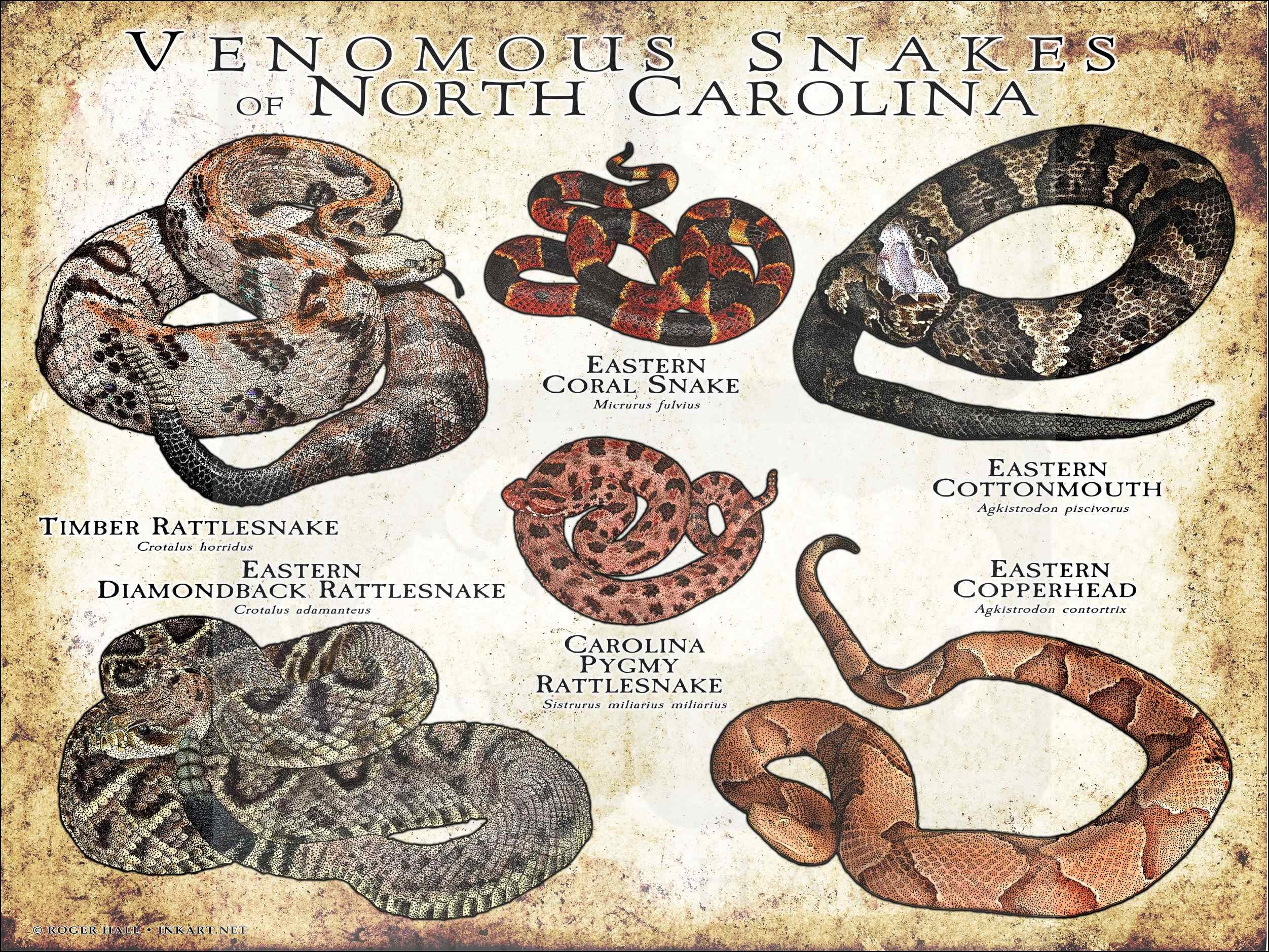 Venomous Snakes Of North Carolina Art Print Field Guide SIGNED BY ARTIST Etsy