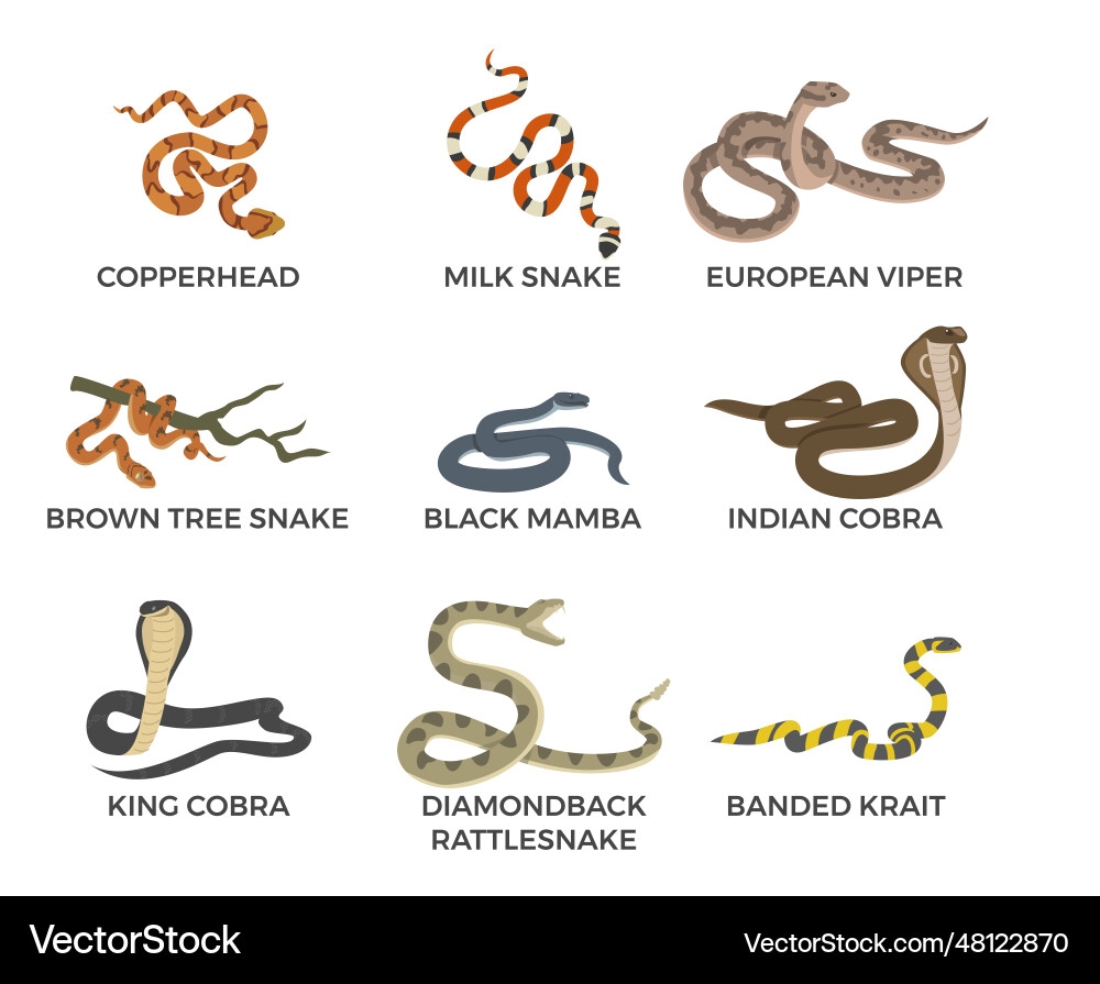 Venomous Snakes Set Infographic With Names Flat Vector Image