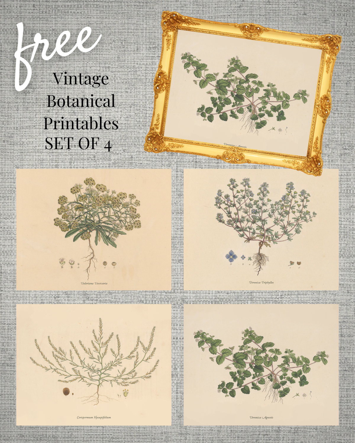 Vintage Botanical Printables For Spring Rambling Renovators