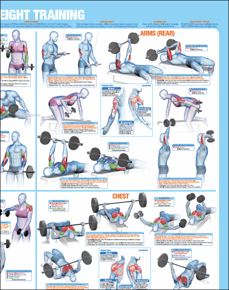 Weight Training Poster Bodybuilding Exercise Poster Strength Training Exercises