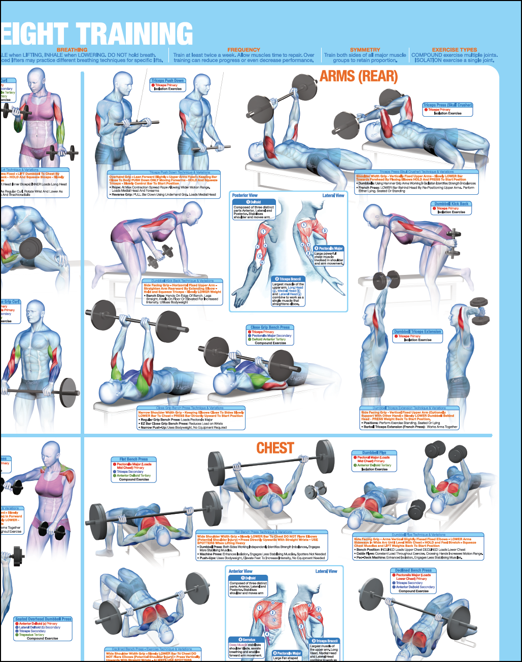 Weight Training Poster Bodybuilding Exercise Poster Strength Training Exercises