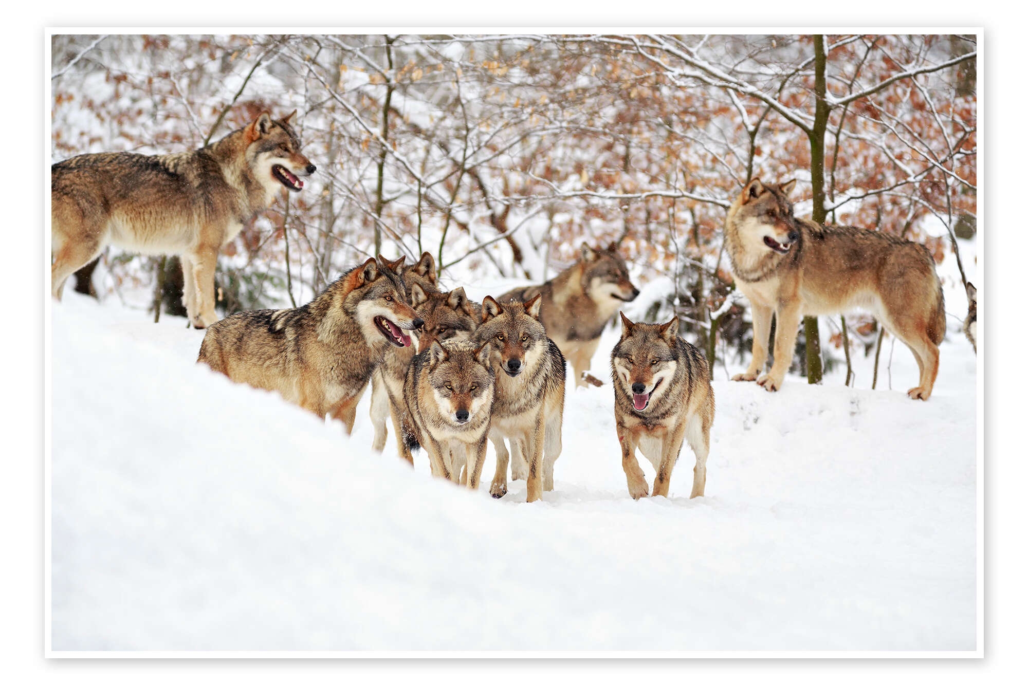 Wolves In The Snow Print By Angela To Roxel Posterlounge