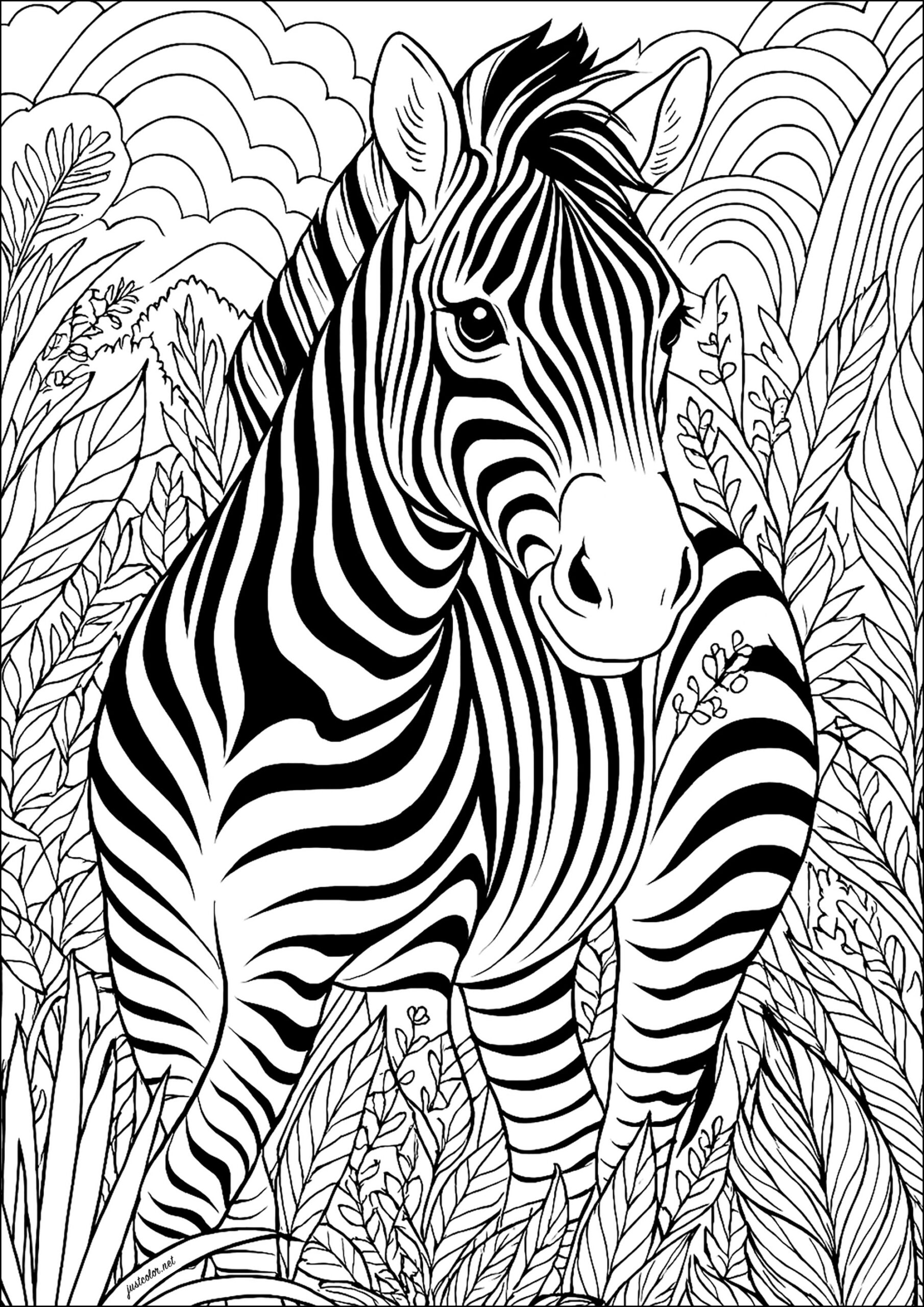 zebra coloring pages printable